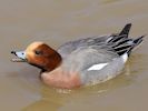 Eurasian Wigeon (WWT Slimbridge April 2013) - pic by Nigel Key